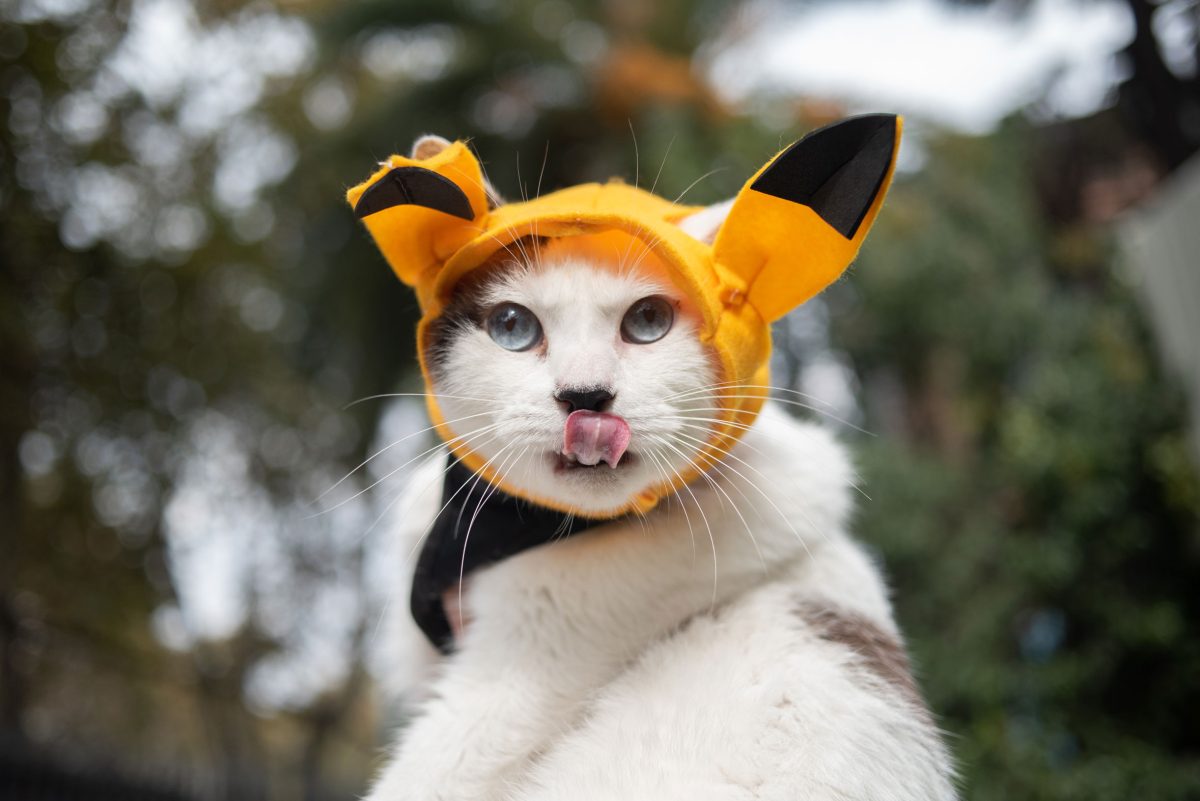 FestivalPenguinProvidencia_21-04-24_-203